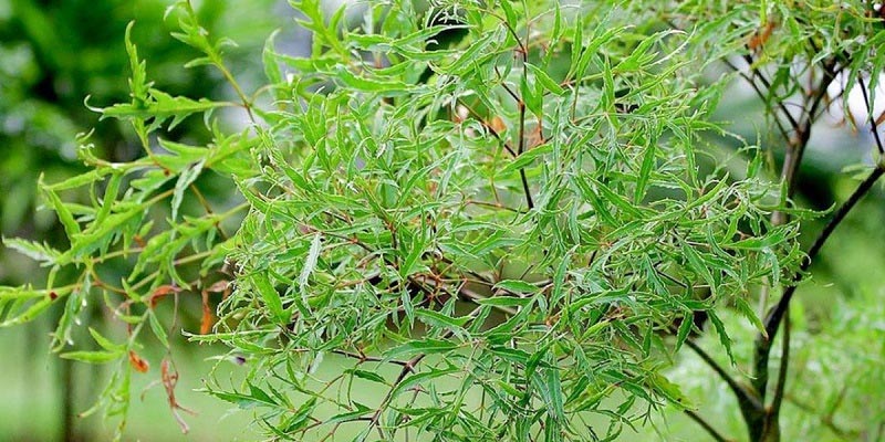Cây đinh lăng trị mất ngủ có hiệu quả không?