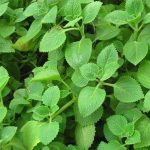Hình ảnh cây húng chanh ngoài tự nhiên