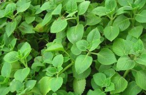 Hình ảnh cây húng chanh ngoài tự nhiên