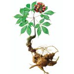 Sâm Ngọc Linh được mệnh danh là "nhân sâm quý" của Việt Nam