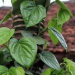 Bài thuốc Nam trị nổi mề đay mẩn ngứa từ lá trầu không đang được nhiều bệnh nhân truyền tai nhau áp dụng