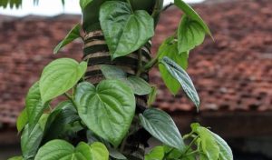 Bài thuốc Nam trị nổi mề đay mẩn ngứa từ lá trầu không đang được nhiều bệnh nhân truyền tai nhau áp dụng